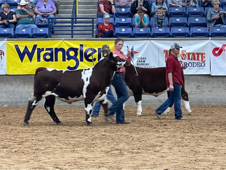 briley Waters showing at Tri-State Fair